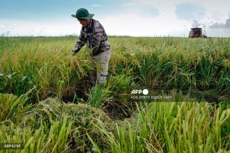 Vietnamese rice grower helps tackle Cuba’s food shortage